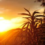 Cannabis plant at sunrise