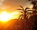 Cannabis plant at sunrise