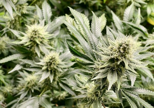 Cannabis Plants