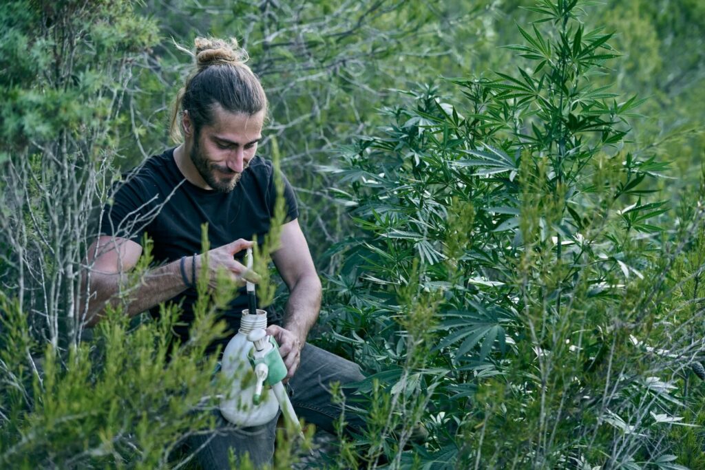 Caucasian gardener fertilizing his green marihuana garden