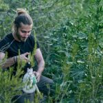 Caucasian gardener fertilizing his green marihuana garden