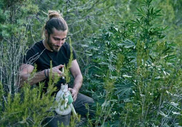 Caucasian gardener fertilizing his green marihuana garden
