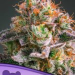 Anesia Seeds Apricot Oreoz - Feminisiert -  3 Stück - bis zu THC 36%