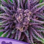 Anesia Seeds - Purple Thai, Landrassen - Feminisiert -  3 Stück