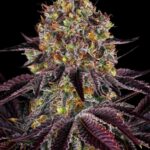 BARNEY´S FARM - Runtz x Layer Cake - Feminisiert - 3 Stück