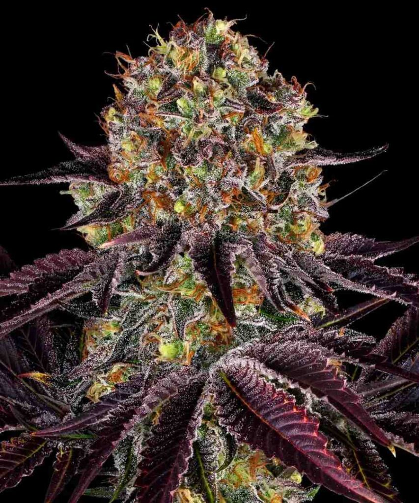 BARNEYS FARM Runtz x Layer Cake Feminisiert