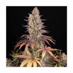 BARNEYS FARM - Sour Strawberry Fem. 3 Stück – Bild 3