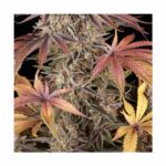 BARNEYS FARM - Sour Strawberry Fem. 3 Stück – Bild 4