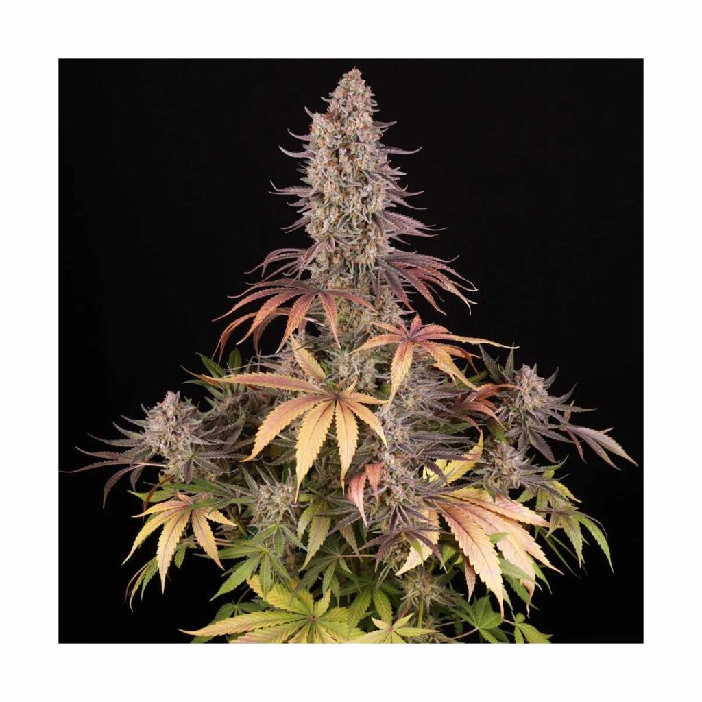 Start 22 BARNEYS FARM Sour Strawberry Fem. kaufen online