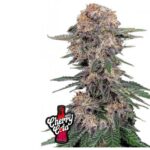 Cherry Cola Auto - Fast Buds - 3 Stück