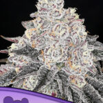 Anesia Seeds - Frozen Black Cherry® - Feminisiert -  3 Stück - THC bis zu 35%