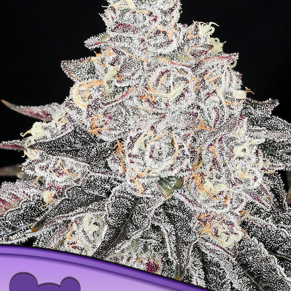 Anesia Seeds - Frozen Black Cherry® - Feminisiert -  3 Stück - THC bis zu 35%