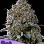 Anesia Seeds - Fryday Boof - Feminisiert -  3 Stück - THC bis zu 37%