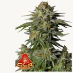 GG4 Sherbet FF - Fast Buds - 3 Stück - FastFlower - Feminisiert