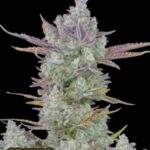 Gorilla Cookies Auto - Fast Buds - 3 Stück