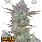 Gorilla Cookies Auto - Fast Buds - 3 Stück