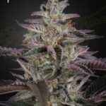 Green House Seed Company - Banana Krumble - Feminised  - 3 Stück