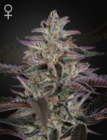 Green House Seed Company - Banana Krumble - Feminised  - 3 Stück
