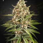 Green House Seed Company - Bubba Slush - Feminised  - 3 Stück