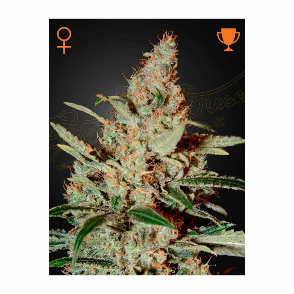 Green House Seed Company Chemdog Fem. 3 Stueck