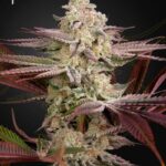Green House Seed Company - Chemical Bride - Fem. - 5 Stück