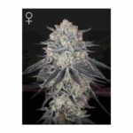 Green House Seed Company - Fullgas! Fem. 3 Stück