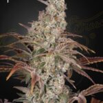 Green House Seed Company - Jack’s Dream - Feminised  - 3 Stück