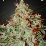 Green House Seed Company - Lemon Skunk (Feminised) - 3 Stück