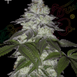 Green House Seed Company - Milky Dreams - Feminised  - 3 Stück