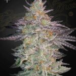 Green House Seed Company - Super Lemon Haze x GMO -  Fem. 3 Stück