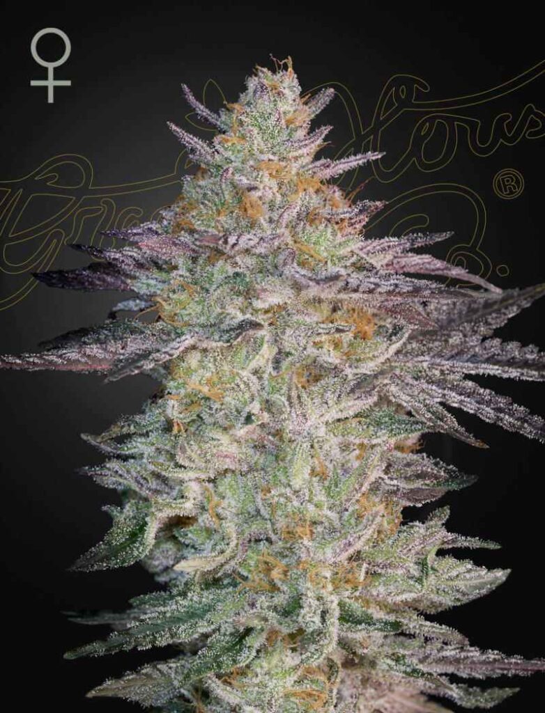 Green House Seed Company Super Lemon Haze x GMO kaufen deutschland 1