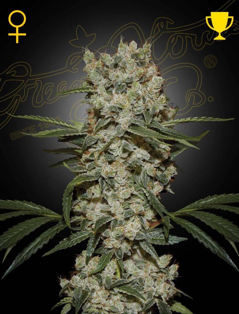 Start 27 Green House Seed Company Super Silver Haze kaufen deutschland