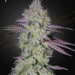 Green House Seed Company - Tarte Tatin - Feminised - 3 Stück