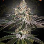 Green House Seed Company - White Widow (Feminised) - 3 Stück
