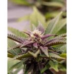 Kannabia - Hightere Kirsche - Feminisiert - 3 + 1 Stück