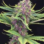 Kannabia - PURPLE KUSH - Feminisiert - 3+1 Stück