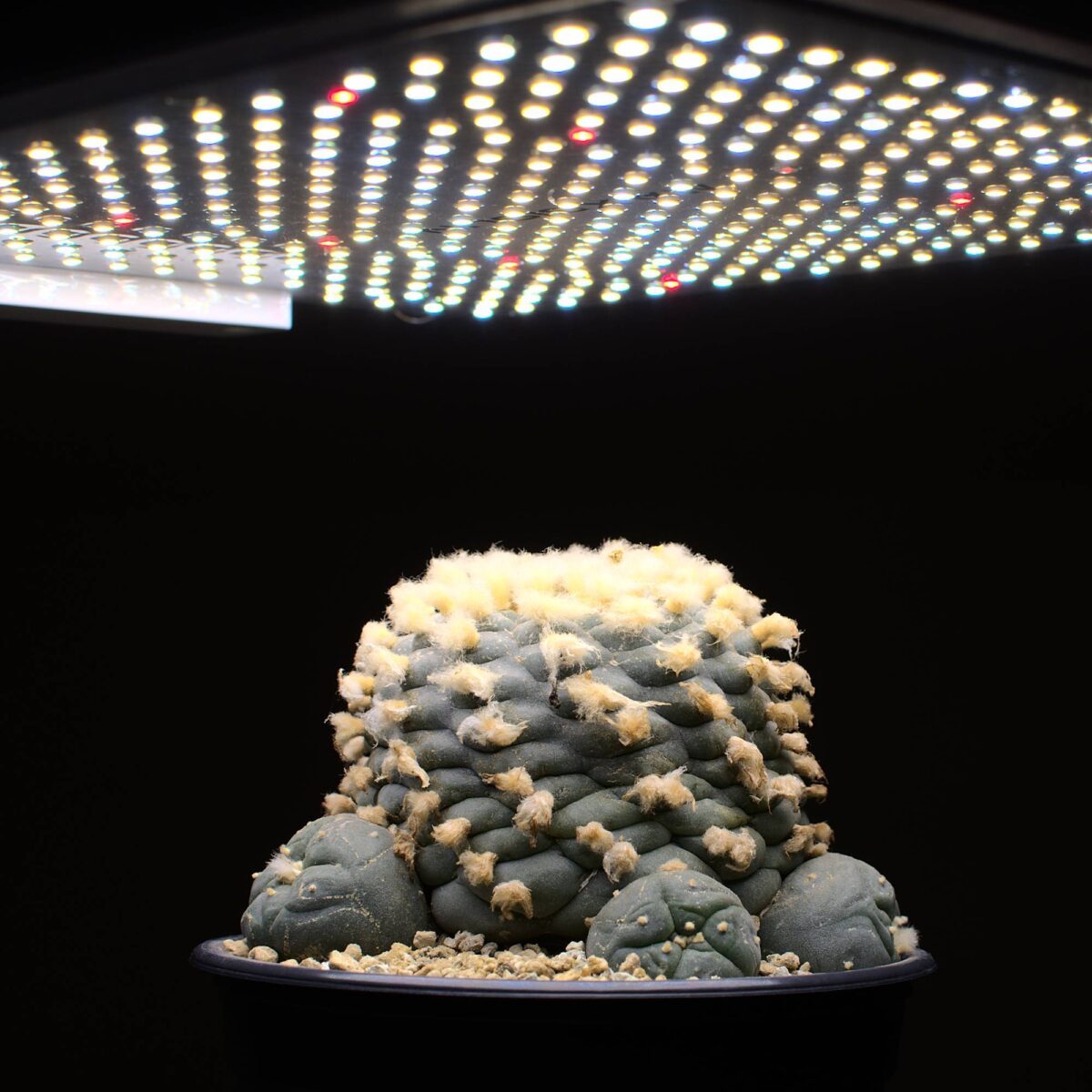 LEDPflanzenlicht-PFLANZENLAMPE-kaufen-FLORIS-Vollspektrum-Nutzpflanzen.jpg PFLANZENLAMPE FLORIS - Hochwertiges LED-Pflanzenlicht, Vollspektrum für Grün-/Blüh- und Nutzpflanzen - bis 3m² – Bild 7