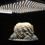 PFLANZENLAMPE FLORIS - Hochwertiges LED-Pflanzenlicht, Vollspektrum für Grün-/Blüh- und Nutzpflanzen - bis 3m² – Bild 7