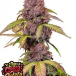 Lemon Cherry Cookies Auto - Fast Buds - 3 Stück