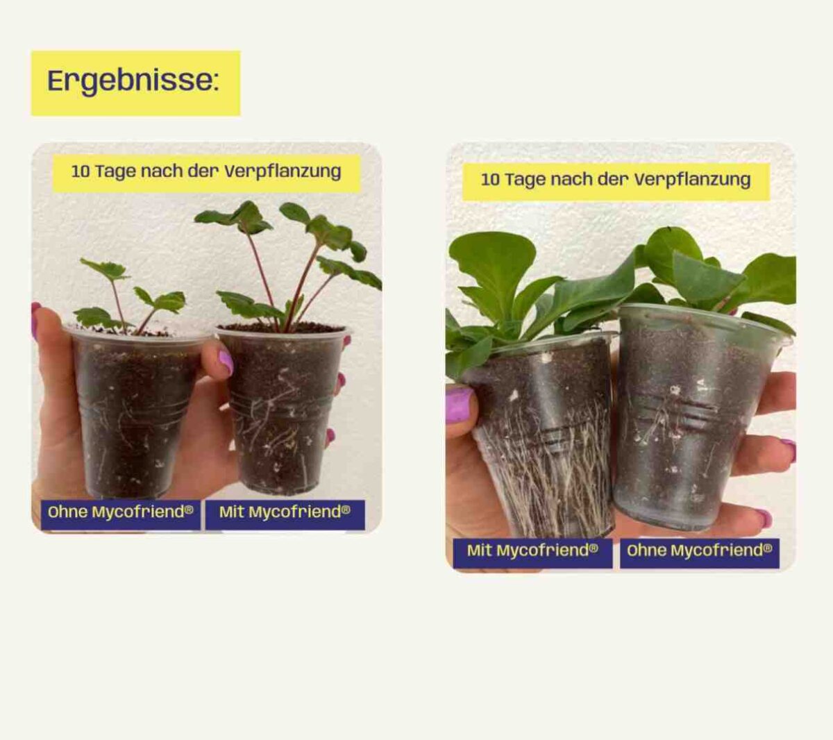 Mycofriend® Premium Mykorrhiza – Biologischer Wurzelaktivator für kräftige Pflanzen und gesunde Wurzelsysteme – Bild 2