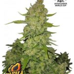 Papaya Cookies Auto - Fast Buds - 3 Stück