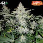 Purple Lemonade FF - Fast Flowering - Fast Buds - 3 Stück