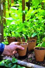 Romberg 26 Anzuchttöpfe, rund, 6cm Ø – Bild 2