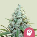 Royal Queen Seeds - AMG - Amnesia Mac Ganja Feminized - RQS 3 Stück
