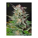 SUPER LEMON HAZE  - Auto - 3 Stück - Greenhouse Seeds GHSC - Feminised