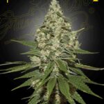 Green House Seed Company - SUPER LEMON HAZE - Feminised  - 3 Stück