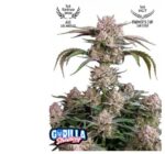 Strawberry Gorilla Auto - Fast Buds - 3 Stück