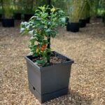 Selbstbewässerung & flexibler Rankhilfe - 17L