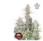 Tropicana Cookies Auto - Fast Buds - 3 Stück