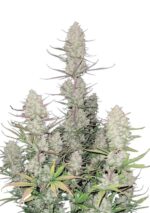 Tropicana Cookies Auto - Fast Buds - 3 Stück – Bild 3